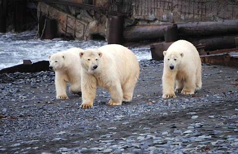  Ursos polares não costumam atacar humanos, mas casos assim vêm se tornando mais frequentes 