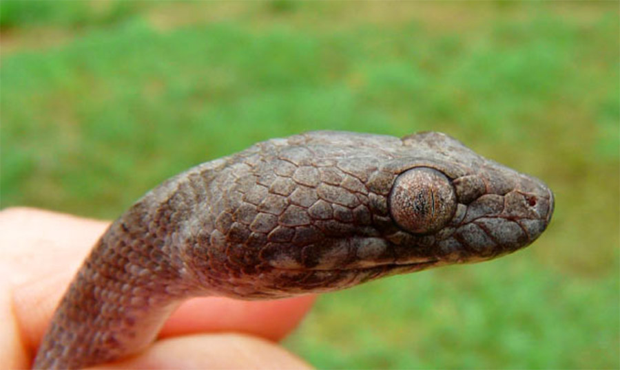 Madagascarophis lolo, a serpente "fantasma" com olhos-de-gato