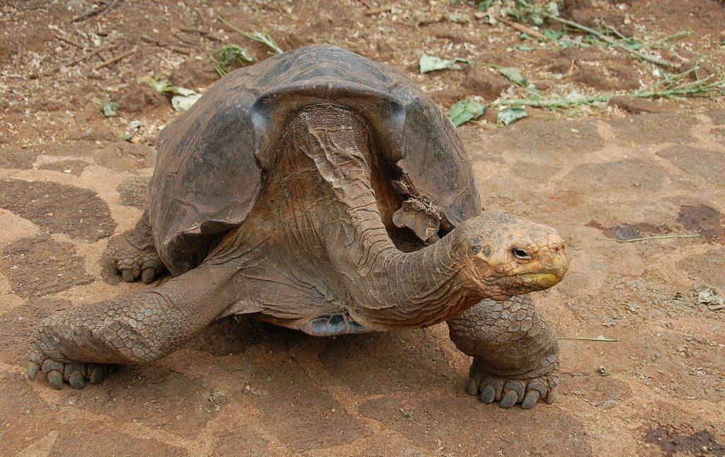 Diego, tartaruga gigante macho de Galápagos com mais de 100 anos