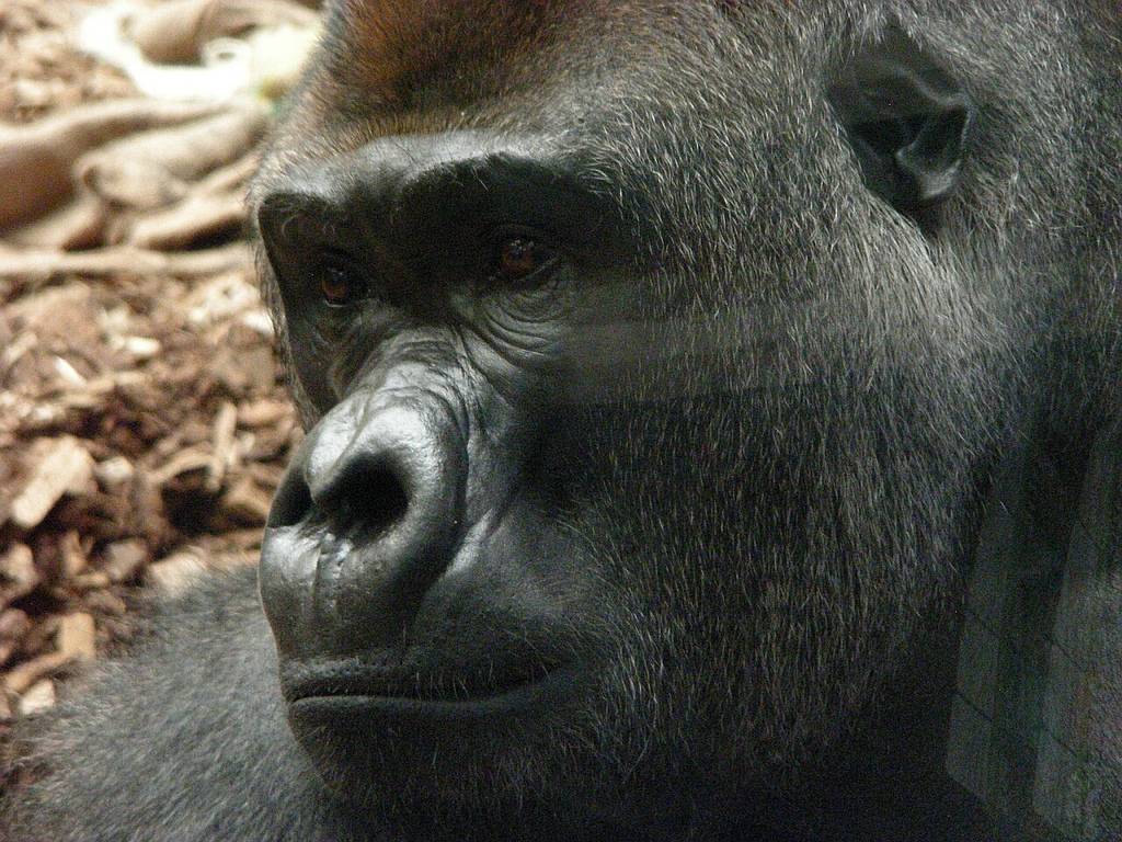 Kumbuka, o gorila que fugiu do Zoo de Londres