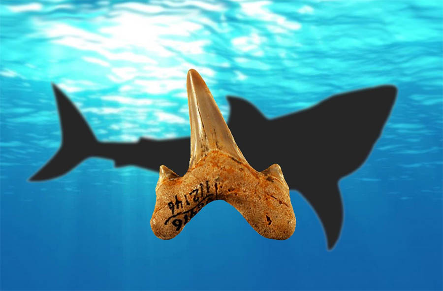 Fósseis de dentes permitiram descobrir uma nova espécie de tubarão pré-histórico, o Megalolamna paradoxodon
