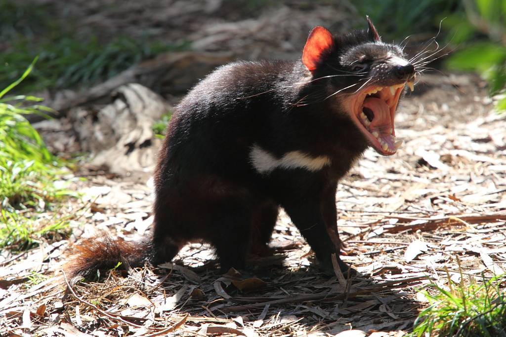Sarcophilus harrisii, o demônio-da-tasmânia