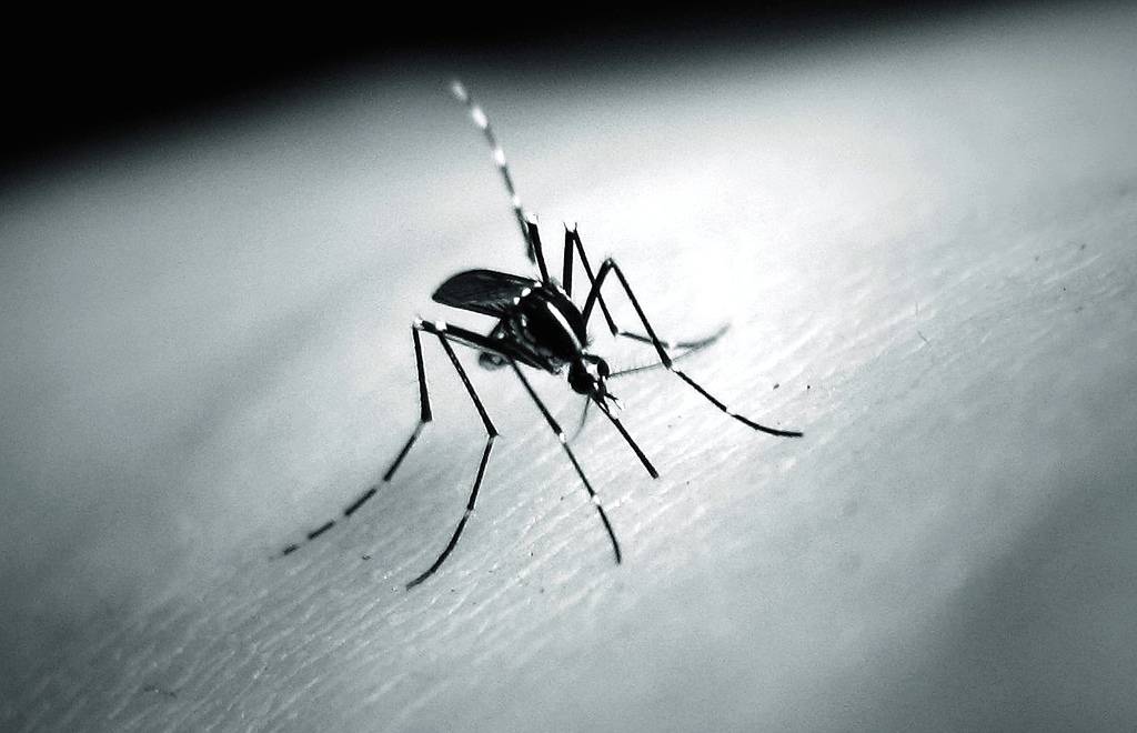 O Aedes aegypti pode transmitir três doenças: Zika, dengue e chikungunya. Agora, também a Febre do Mayaro