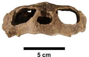 Vista frontal do crânio da tartaruga pré-histórica