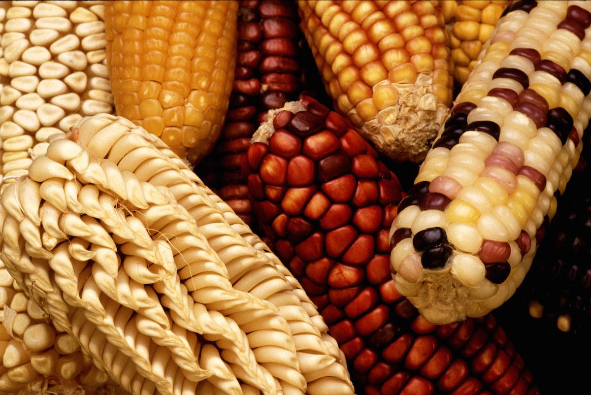 Variedades exóticas de milho na América Latina são criadas para aumentar a diversidade genética