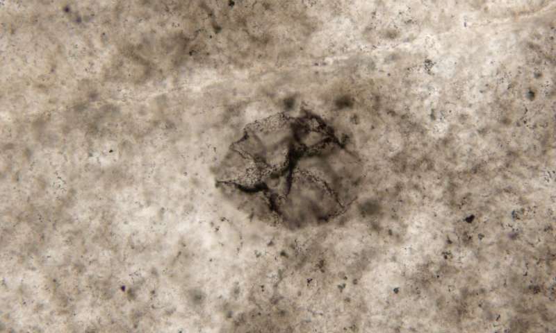 Imagem microscópica de uma bactéria de enxofre com 2.5 bilhões de anos