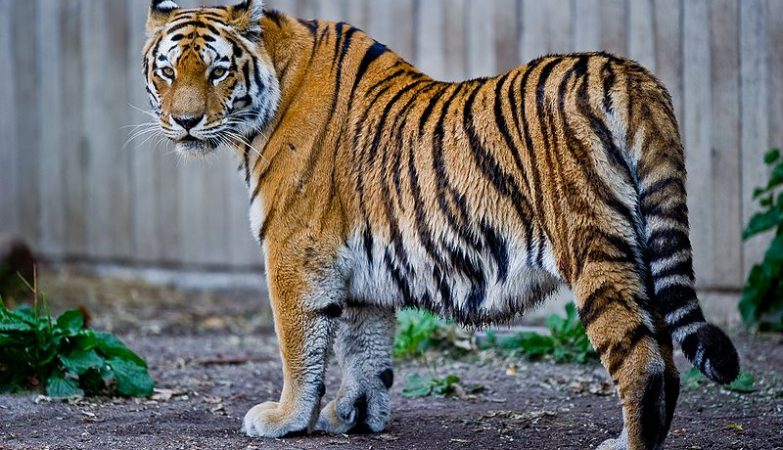 O DNA do Tigre Siberiano é praticamente igual ao DNA do Tigre-do-Cáspio