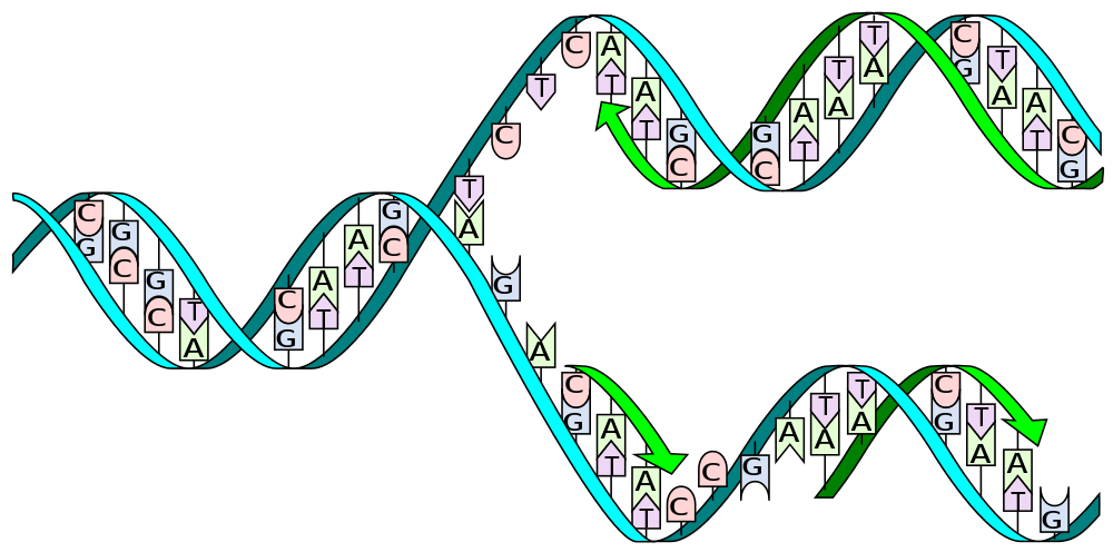 Uma cadeia normal de DNA é composta por sequências de pares de nucleótidos CG / AT, ou seja, a Citosina emparelha com a Guanina e a Adenina emparelha com a Timina