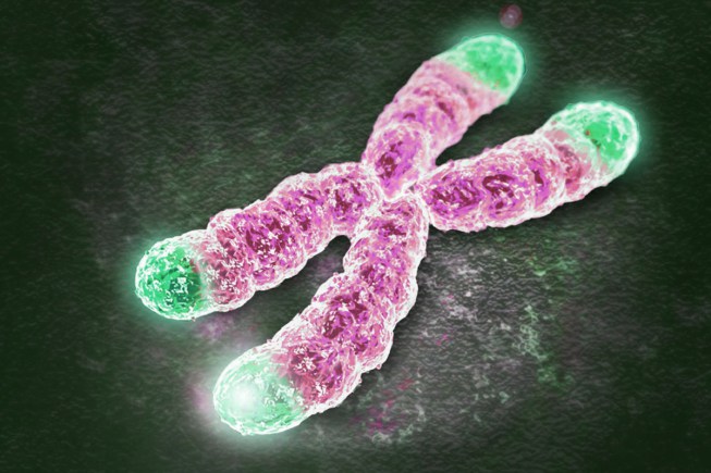Os telómeros (a verde) encontram-se nas pontas dos cromossomas e funcionam como tampinhas de protecção para o ADN celular.