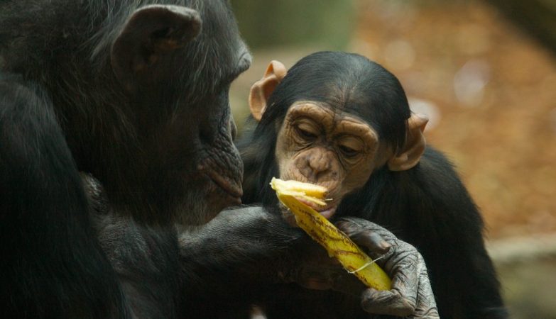 Esta população de chimpanzés em particular tem o que Lapuente  chama de “uma cultura de bebida”