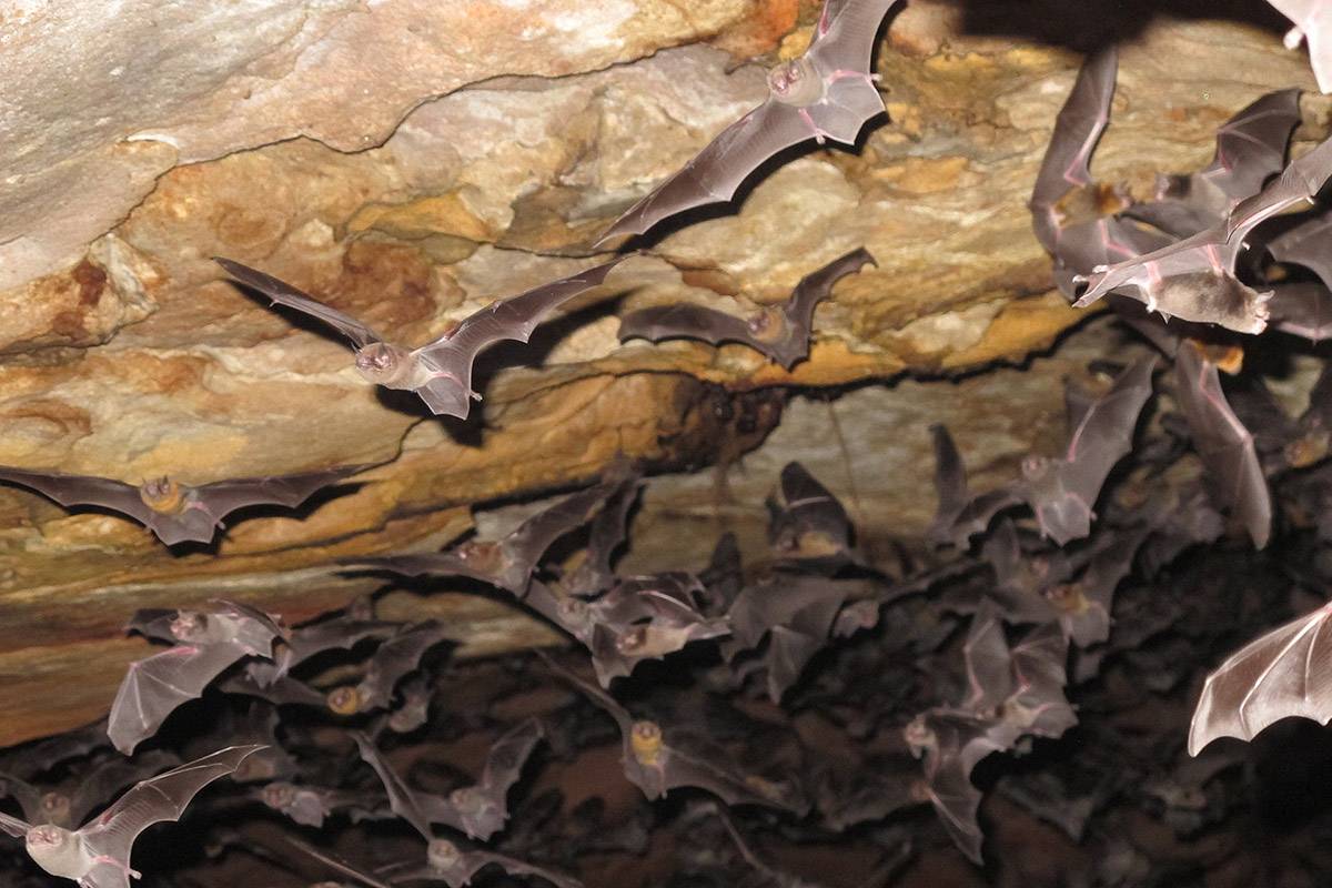 Morcegos brasileiros - esses sacaninhas agora estão se alimentando de humanos
