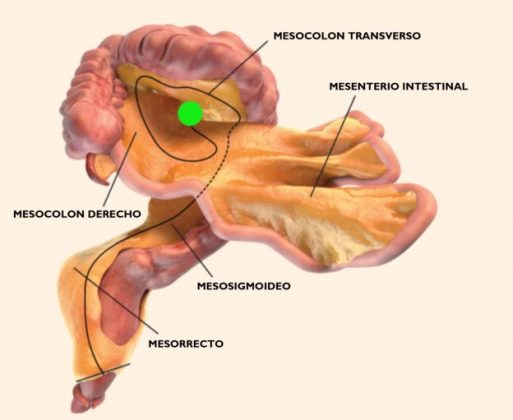 O mesentério, o novo órgão do corpo humano