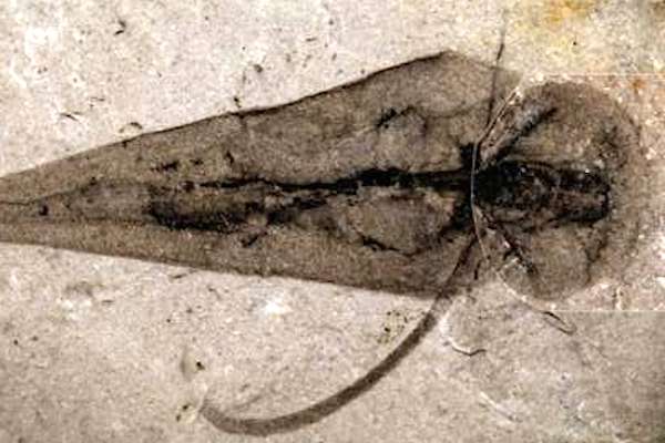 Os novos fósseis do hyolitha foram encontrados no Canadá 