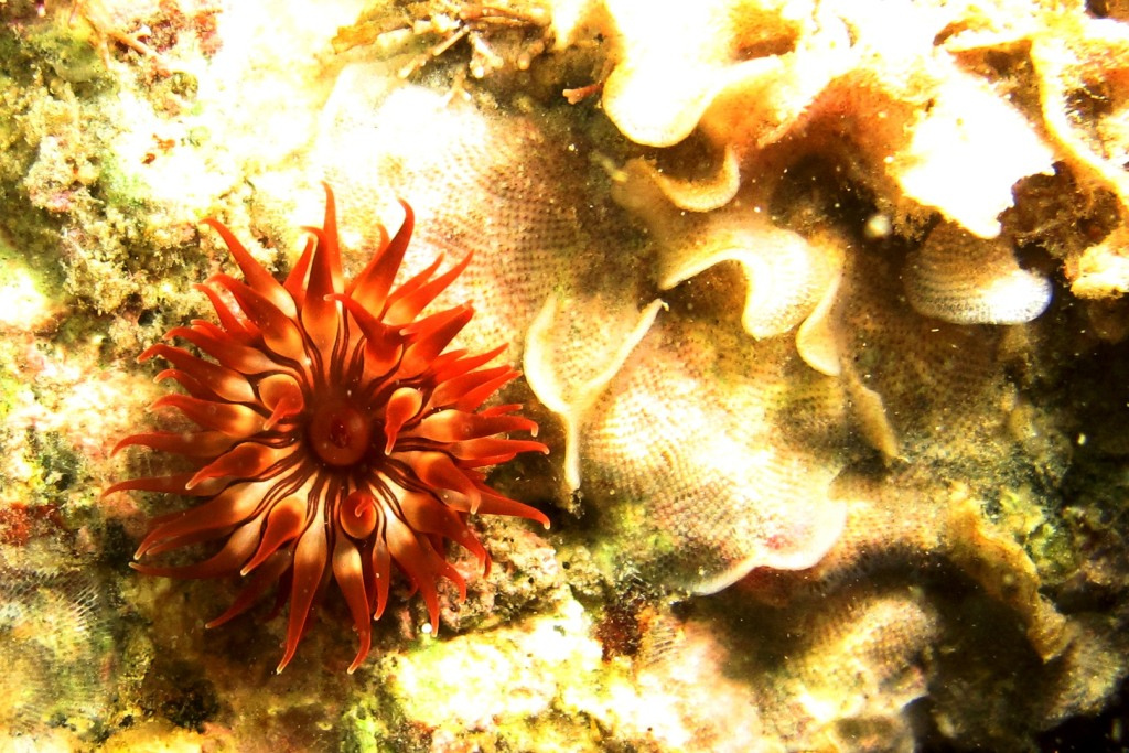 As espécies de coral que vem surgindo em Alcatrazes são do tipo Tubastraea tagusensis, de origem equatorial, e Tubastraea coccinea, vinda do Indo-Pacífico.