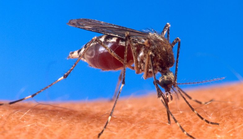 Aedes aegypti, Aedes albopictus e o Haemagogus janthinomys são os vetores intermediários do vírus da febre amarela