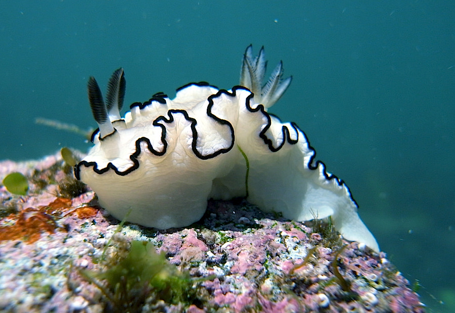 Afinal não são as baratas que vão sobreviver ao apocalipse - Ciberia