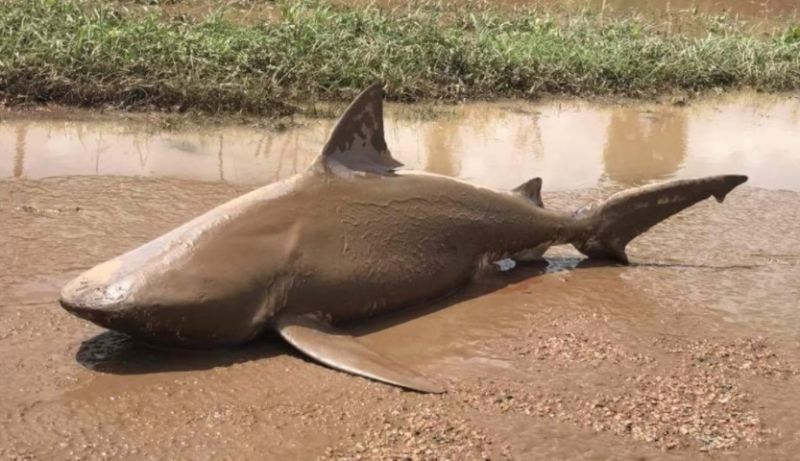 Tubarão-touro encontrado morto na cidade inundada de Ayr