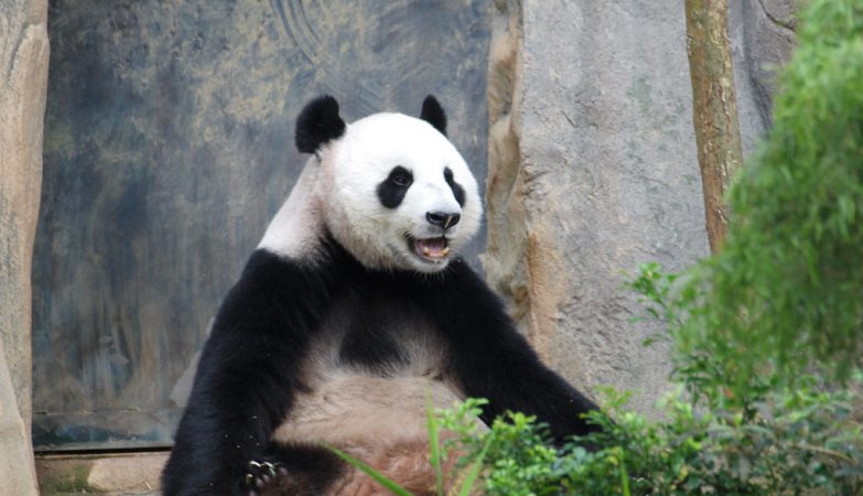 Jia Jia, aos 37 anos, tornou-se a panda gigante mais velha em cativeiro