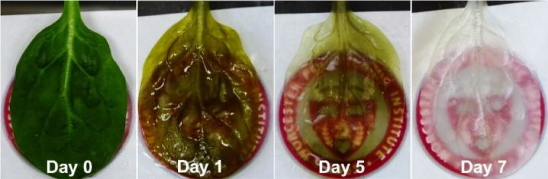 Resultado de imagem para Pesquisadores desenvolvem tecido cardÃ­aco a partir de folhas de espinafre