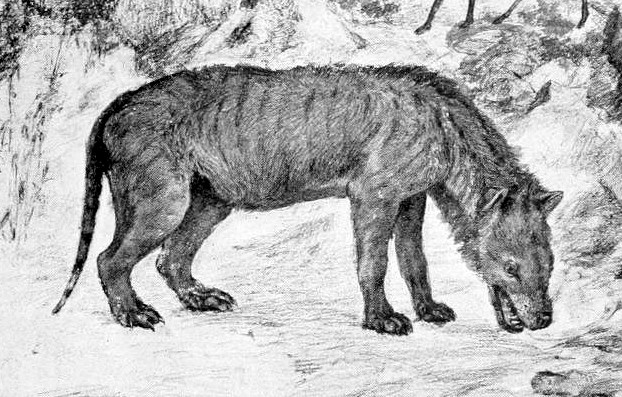 Ilustração de um hienodonte da família Hyaenodontidae