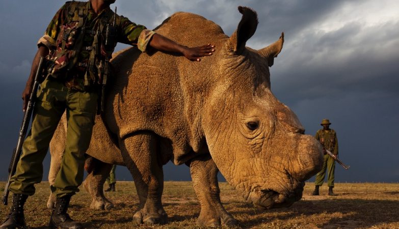Sudan, o último rinoceronte-branco do norte macho do mundo
