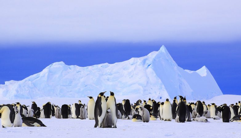  Os pinguins-imperadores (Aptenodytes forsteri) se agrupam para suportar o frio 