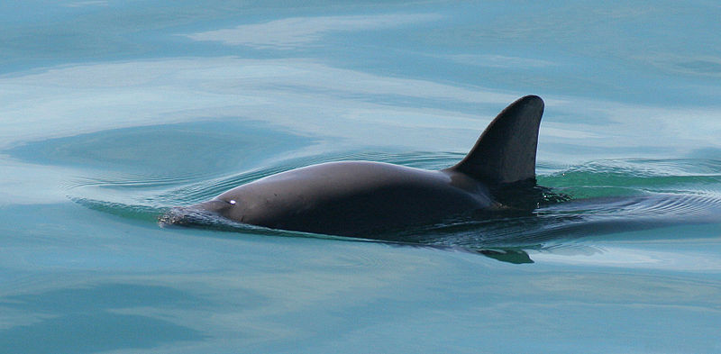 Phocoena sinus, a vaquita marinha, é o cetáceo mais pequeno do mundo