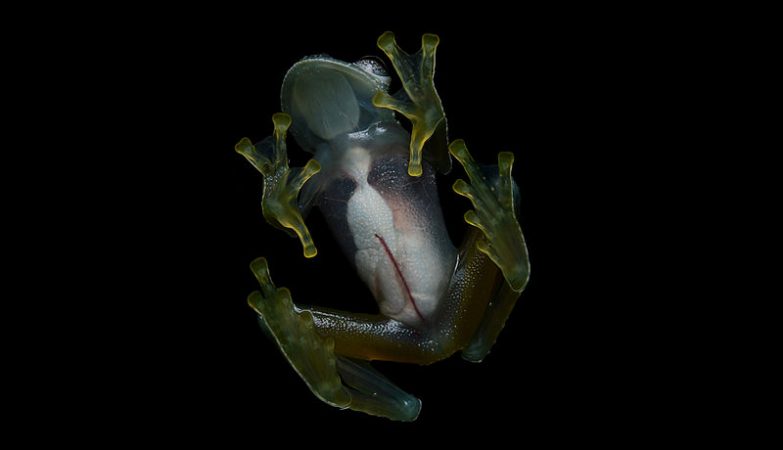 Hyalinobatrachium yaku, conhecidos como "glass frogs" (sapos de vidro)