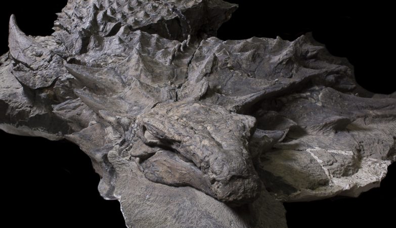 O nodossauro media cerca de 5 metros, tinha 1,7 metro de altura e pesava cerca de 1,5 tonelada.