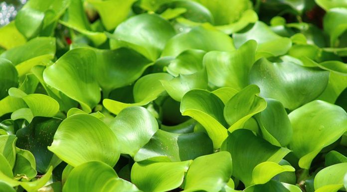 Jardim automático permite que você cultive até 76 plantas dentro de casa