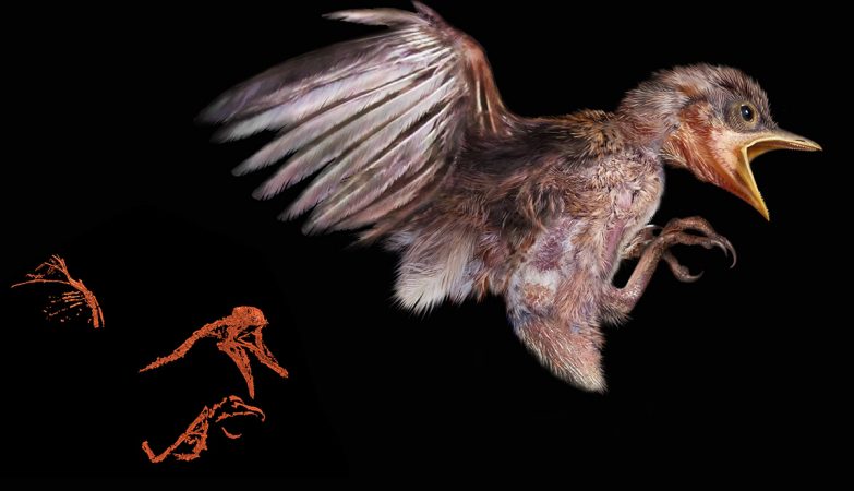 Reconstrução do pássaro com 100 milhões de anos