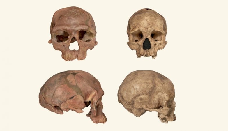 Os mais antigos fósseis de Homo Sapiens, encontrados no Marrocos (esq.) têm um crânio mais alongado do que os humanos modernos (dir.)