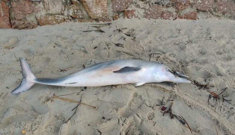 Golfinho foi encontrado morto com chinelo de borracha preso à boca 