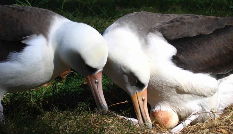 O albatroz põe ovos elípticos porque é um excelente voador