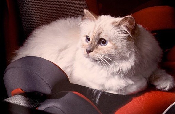 Gata modelo de Lagerfeld ganha mais de 3 milhões de dólares por ano