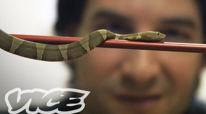 Aventureiro britânico se injeta com veneno de serpente há 30 anos – e passa superbem