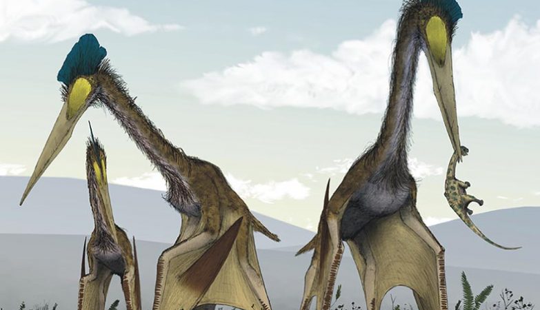 Fóssil de pterossauro do tamanho de avião é descoberto na Mongólia