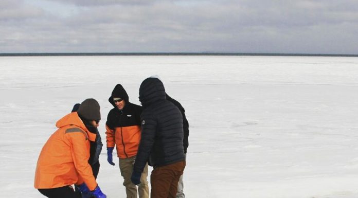 Tubarões congelados aparecem na costa dos EUA devido às temperaturas baixas