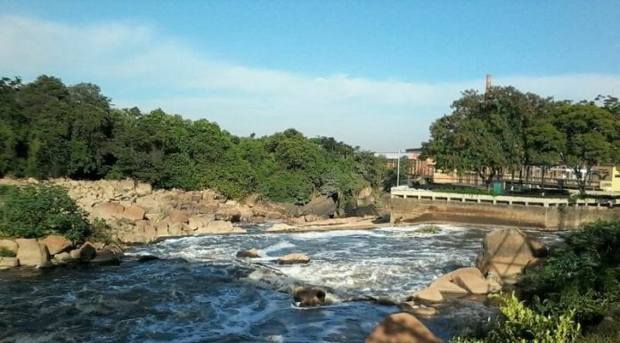 Mancha de poluição do Tietê diminui e animais começam a retornar ao rio