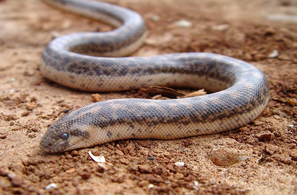 O homem que recebeu picadas de 200 cobras em nome da ciência - BBC News  Brasil