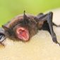 Homem morre vítima de raiva após mordida de morcego na Bahia
