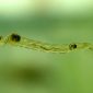 Cientistas descobrem que larva de mosca emite gases do efeito estufa