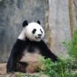 Cientistas descobrem porque pandas gigantes são pretos e brancos