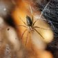 Aranhas poderiam comer todos os humanos em um ano; e não ficariam satisfeitas