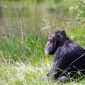 Chega ao Brasil primeira chimpanzé libertada de zoológico por habeas corpus