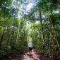Estudo revela que o Brasil tem a maior diversidade de árvores do planeta