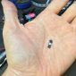 Empresa sueca implanta microchips nas mãos de funcionários