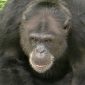 Chimpanzé Cecilia muda de vida no Brasil para superar feridas do passado