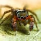 Mais de 50 novas espécies de aranhas são descobertas em uma única expedição