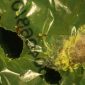 Cientistas descobrem lagarta capaz de decompor sacos plásticos
